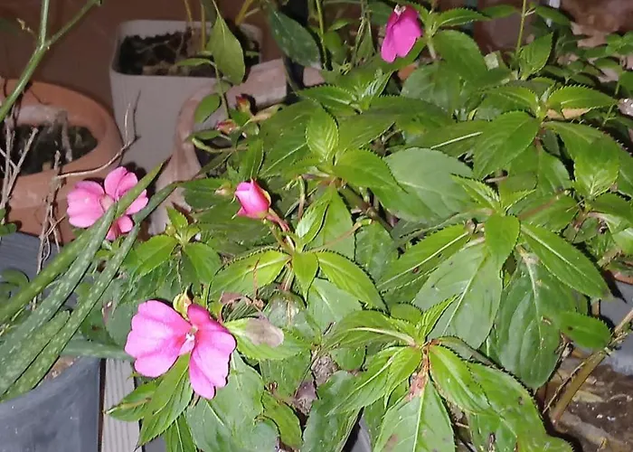 κοντά στο κέντρο της πάτρας Apartment Patras