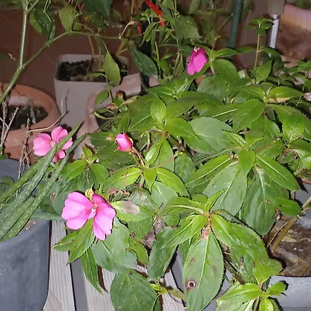 κοντά στο κέντρο της πάτρας Apartmán Patras